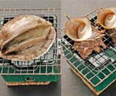 魚料理 松  メニューの画像