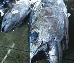 三代目網元 魚鮮水産 泉大津駅店