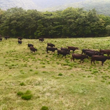 大自然で和牛を研究