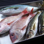 全国の漁港から届く鮮魚を、毎日中央市場で厳選