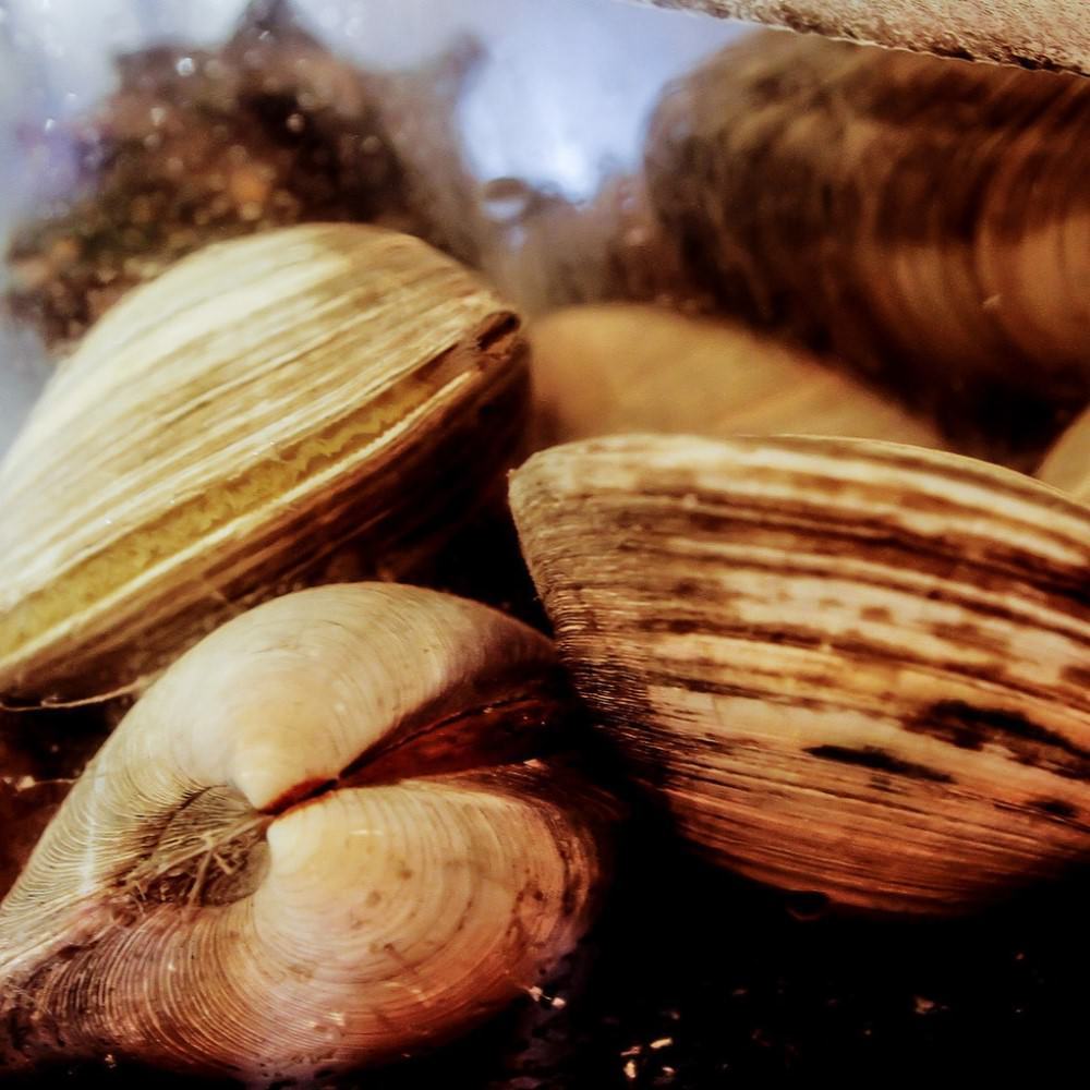 貝と魚 シェルハラ その他 ぐるなび 貝と魚 シェルハラ その他 ぐるなび