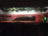 2.5mの古代魚ピラルクー
