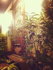 Caetla（サエラ） 