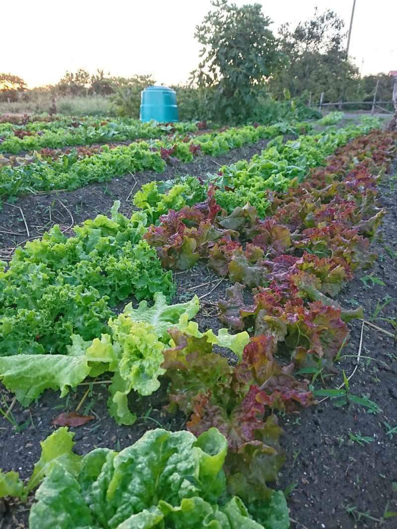 徳島の農園から直送 自然栽培の野菜