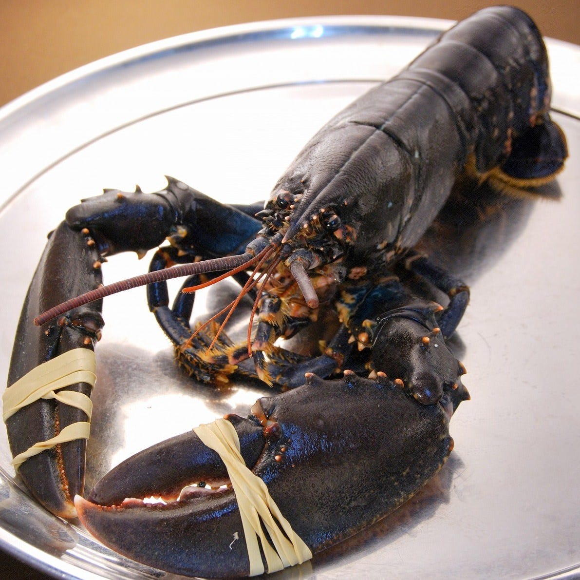 tapis rouge 自慢の食材 オマールブルー ぐるなび tapis rouge 自慢の食材 オマールブルー ぐるなび