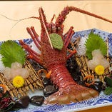 〈4品目〉伊勢海老の活造り