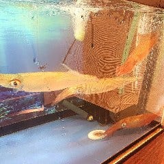 唐津・呼子　ヤリイカ活き造り。透明なイカです！