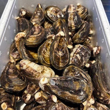 牡蠣と日本酒 Oyster and Sake_地元のブランド牡蠣：唐泊恵比須かき