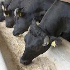 Arita 豊中駅前店 自慢の食材 プロテサン牛 ぐるなび