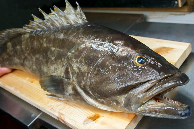 あら鍋 クエ料理とイカ活造り 博多かんべえ 春吉天神邸 西中洲 春吉 海鮮 海鮮料理 ぐるなび