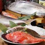 豊洲直送！鮮魚のプリプリの食感をお楽しみください！