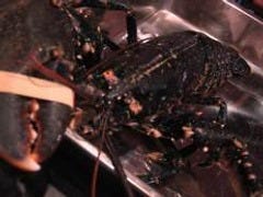 カフェ ドゥ レザン 地図 赤羽 フレンチ フランス料理 ぐるなび