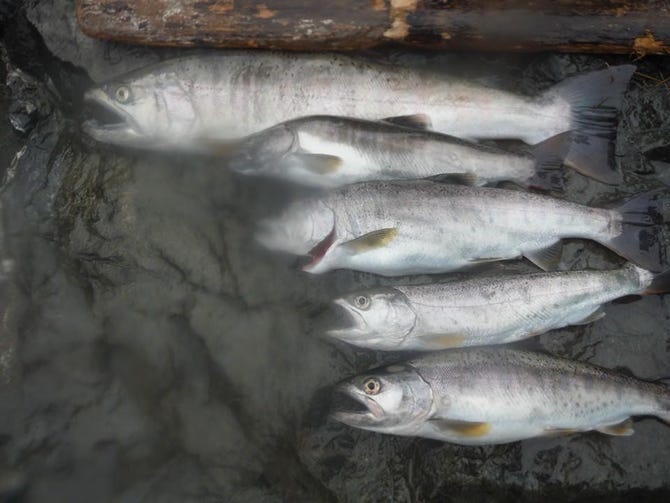 やまめ庵 人吉 球磨 錦町 海鮮 海鮮料理 ぐるなび やまめ庵 人吉 球磨 錦町 海鮮 海鮮料理 ぐるなび