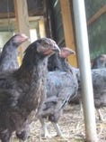 希少な山口県産地鶏長州黒かしわを自社養鶏場で飼育しています