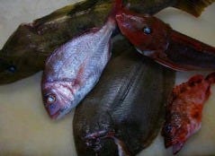 四季彩百花 ひと色 