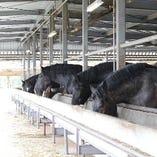 熊本産馬肉【熊本県】