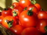 佐倉の志田農園さんのトマト