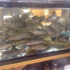 串焼き屋 串好 研究学園店