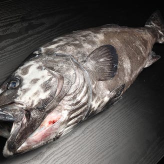 きときと メニュー 新鮮魚介が勢揃い ぐるなび