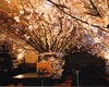 ◇夜桜祭り◇
2024年3月25日～4月6日
