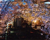 ◇3年ぶりの復活！夜桜祭り◇