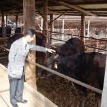 契約牧場から仕入れる黒毛和牛