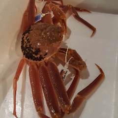 秋田川反漁屋酒場