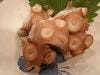 すし処 錦_たこ 造り