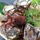 伊勢海老、岩牡蠣、あわび、サザエ等…生け簀からあげたてを調理