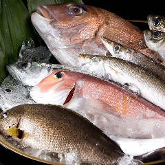 九州近海で獲れる魚介類