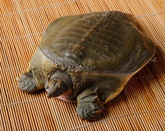 日本料理 すっぽん 田一 南新宿店 メニュー こだわりの食材 ぐるなび
