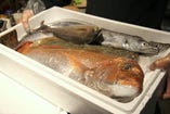 長崎県五島列島の漁師さんが「1本釣り」で釣り上げた旬の魚を送ってもらっています！「活〆・脱血処理」を行った鮮度抜群の魚は味わいが違います♪