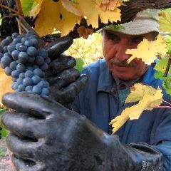 ソムリエが選ぶグラスワインは食事との相性もバツグンです！