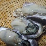 兵庫赤穂産殻牡蠣　入荷致しました。
小ぶりながら実がぷっくり海のミルクたっぷり。