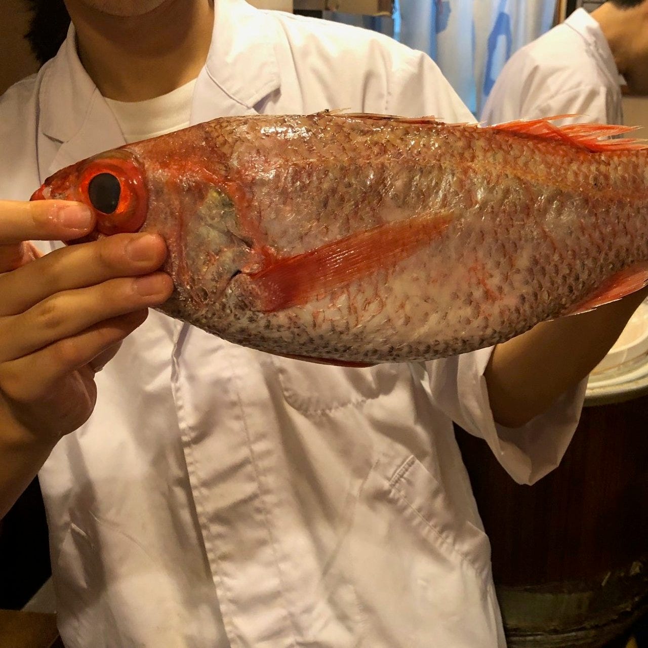 富久鮨 池袋西口店 自慢の食材 のどぐろ ぐるなび
