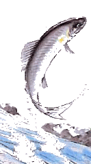 季節の魚と釜飯 魚信