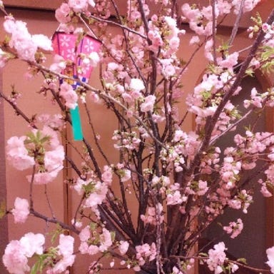 寿し 関口_夜桜祭りを開催いたします!