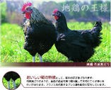 丹波黒鶏【京都府南丹市　園部農場】