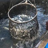 定置網にかかった魚を大きな網を使って大量に捕獲！