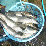◎佐島港より季節ごとの旬の地魚を取り揃えています！！これ以上の鮮度なし！！