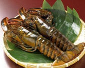 美味しいお店が見つかる すすきの 鉄板焼き 誕生日特典 おすすめ人気レストラン ぐるなび 美味しいお店が見つかる すすきの 鉄板焼き 誕生日特典 おすすめ人気レストラン ぐるなび