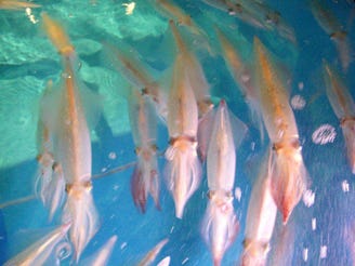 泳ぎイカとカツオの藁焼き 寅八商店 梅田店 こだわり情報1 ぐるなび