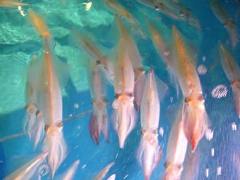 泳ぎイカとカツオの藁焼き 寅八商店 梅田店