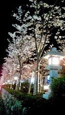 店内から望める若宮大路の桜並木