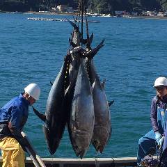 個室完備 まぐろ居酒屋 さかなや道場 名古屋駅太閤通口店_国産生本鮪