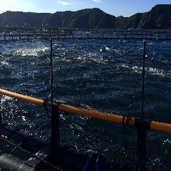 個室完備 まぐろ居酒屋 さかなや道場 名古屋駅太閤通口店_本まぐろ養殖場