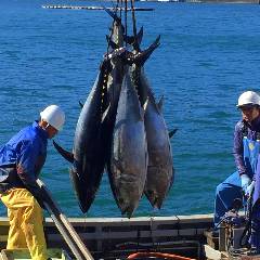 個室完備 まぐろ居酒屋 さかなや道場 名古屋駅太閤通口店_まぐろの水揚げ
