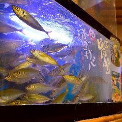 個室完備 まぐろ居酒屋 さかなや道場 名古屋駅太閤通口店_旬の活魚続々入荷！