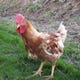 フランスの赤鶏を系譜にもつ国産銘柄鶏「ふもと赤鶏」