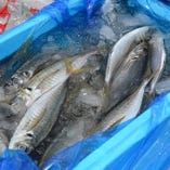 毎朝築地から仕入れる新鮮魚介